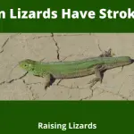 Can Lizards Have Strokes_