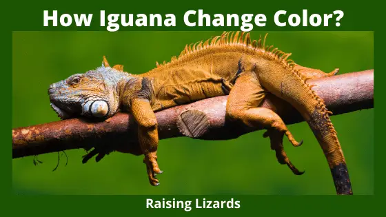 iguanas iguana
