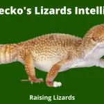 Are Gecko's Lizards Intelligent_