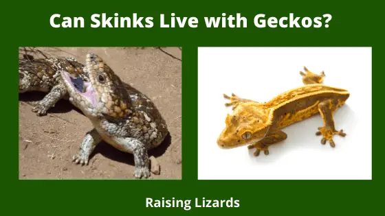 Can Skinks Live with Geckos