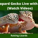 Can a Leopard Gecko Live with an Anole_ (Watch Videos)
