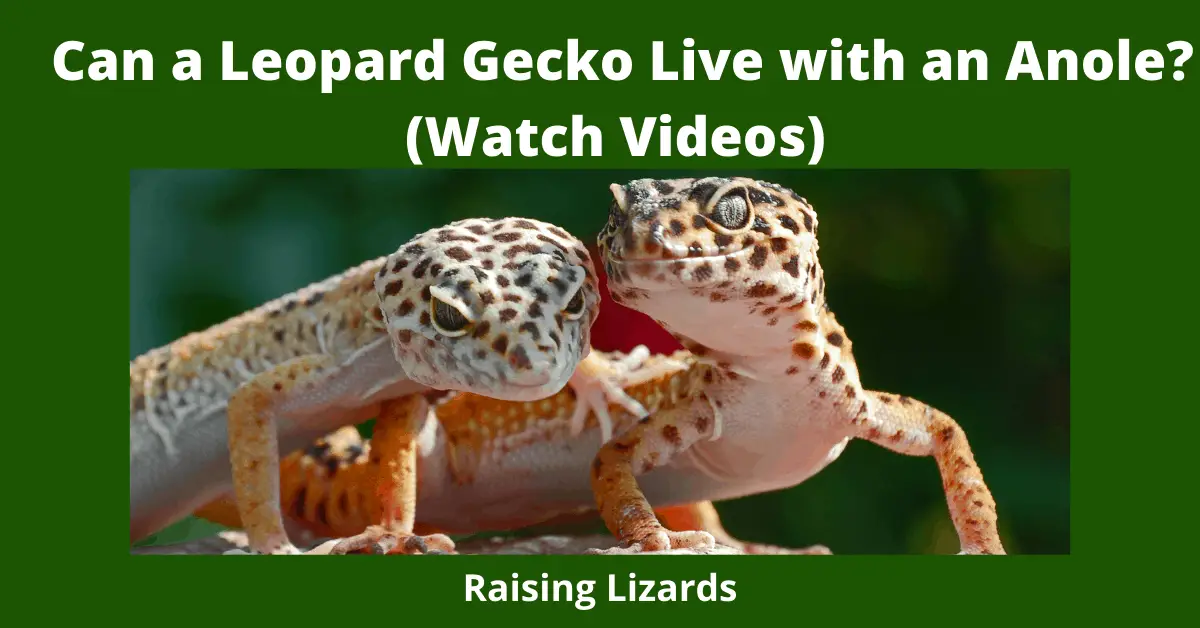 Can a Leopard Gecko Live with an Anole_ (Watch Videos)