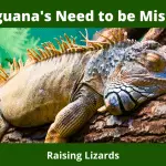 Do Iguana's Need to be Misted?