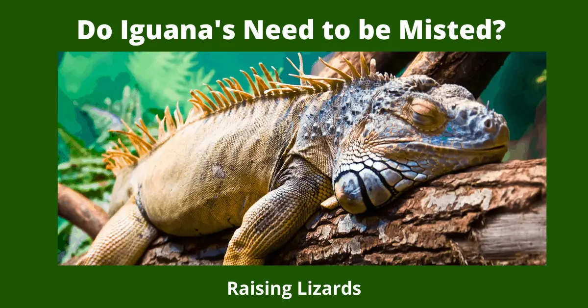 Do Iguana's Need to be Misted?