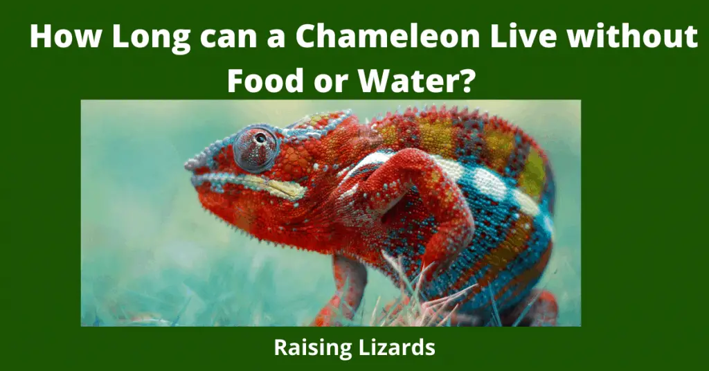 How Long Can a Chameleon Go Without Water?