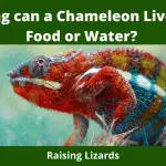 How Long can a Chameleon Live without Food or Water_