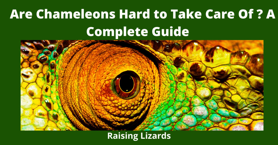 Are Chameleons Hard to Take Care Of? Ultimate Guide – Raising Lizards