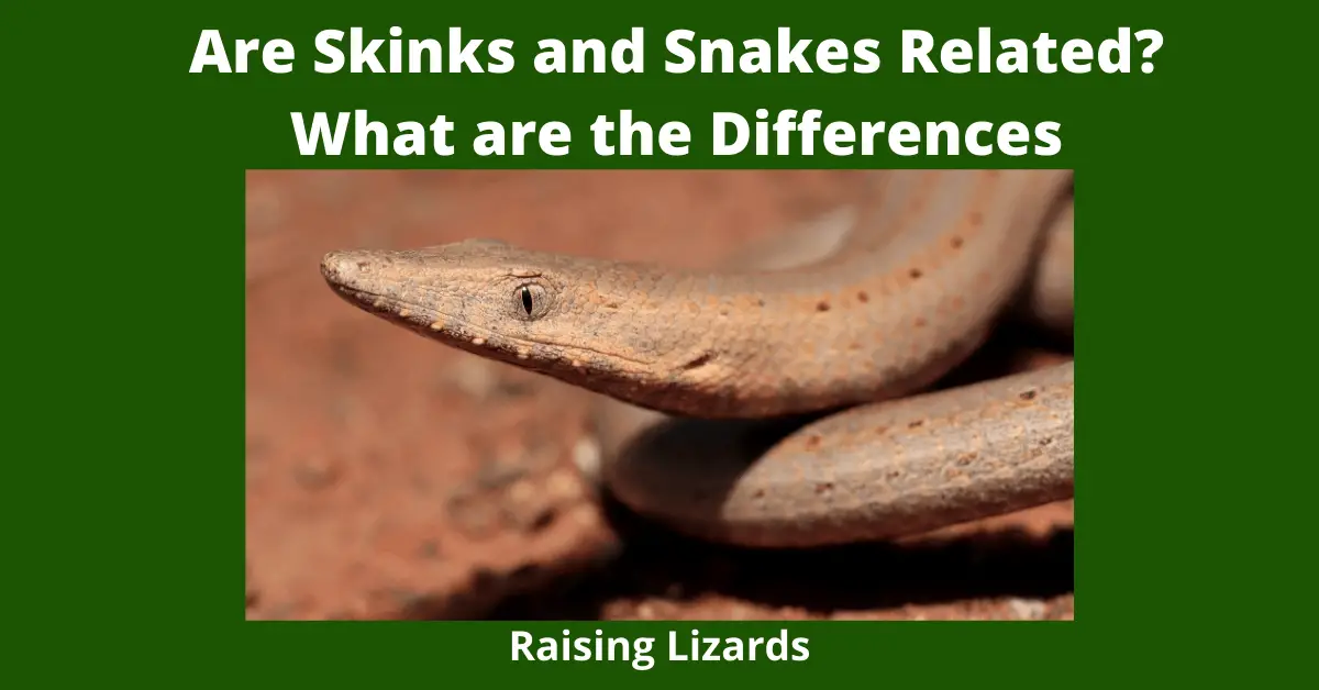 Are Skinks and Snakes Related? What are the Differences