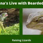 Can Iguana's Live with Bearded Dragons_