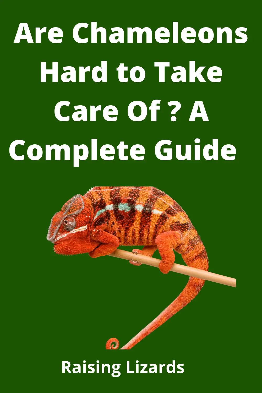 Are Chameleons Hard to Take Care Of? Ultimate Guide – Raising Lizards