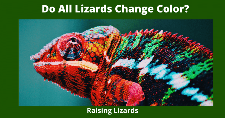 Do All Lizards Change Color? – Raising Lizards