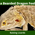 Does a Bearded Dragon Feel Pain?