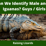 How Can We Identify Male and Female Iguanas? Guys / Girls