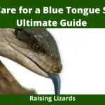 How to Care for a Blue Tongue Skink: The Ultimate Guide