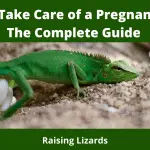 How to Take Care of a Pregnant Iguana: The Complete Guide