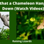 Is it Ok that a Chameleon Hangs Upside Down