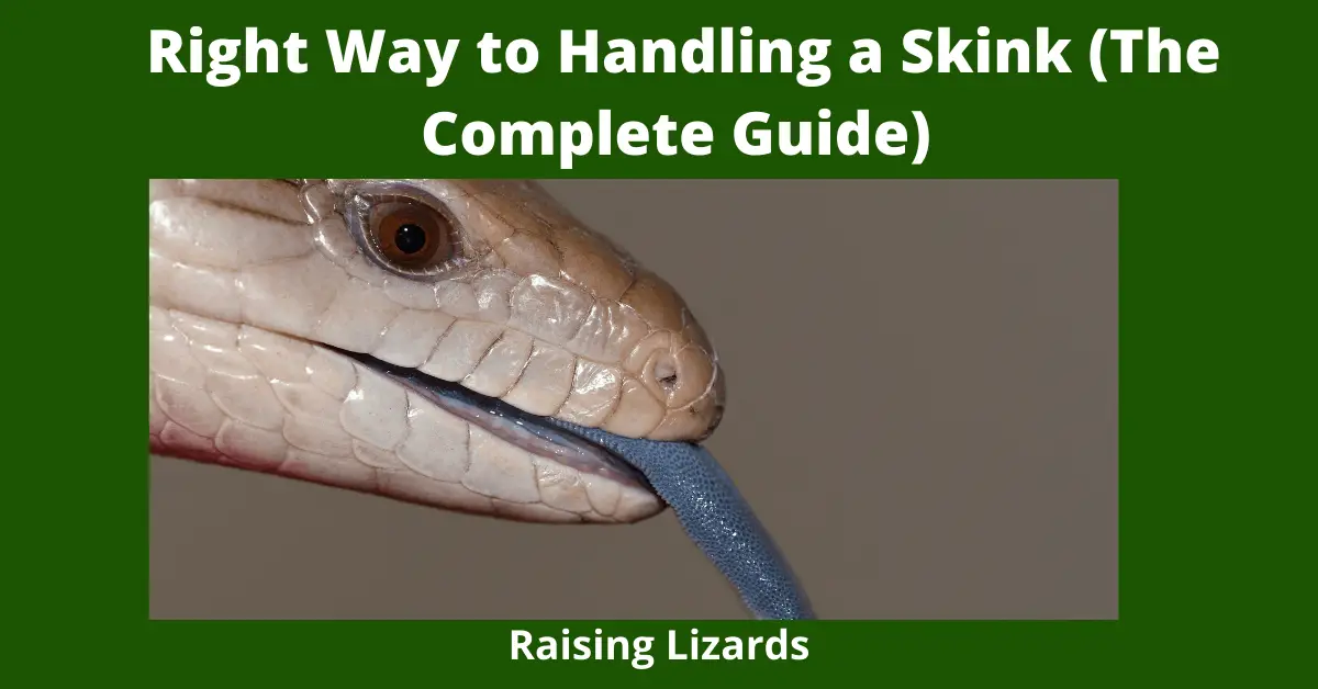 Right Way to Handling a Skink (The Complete Guide)