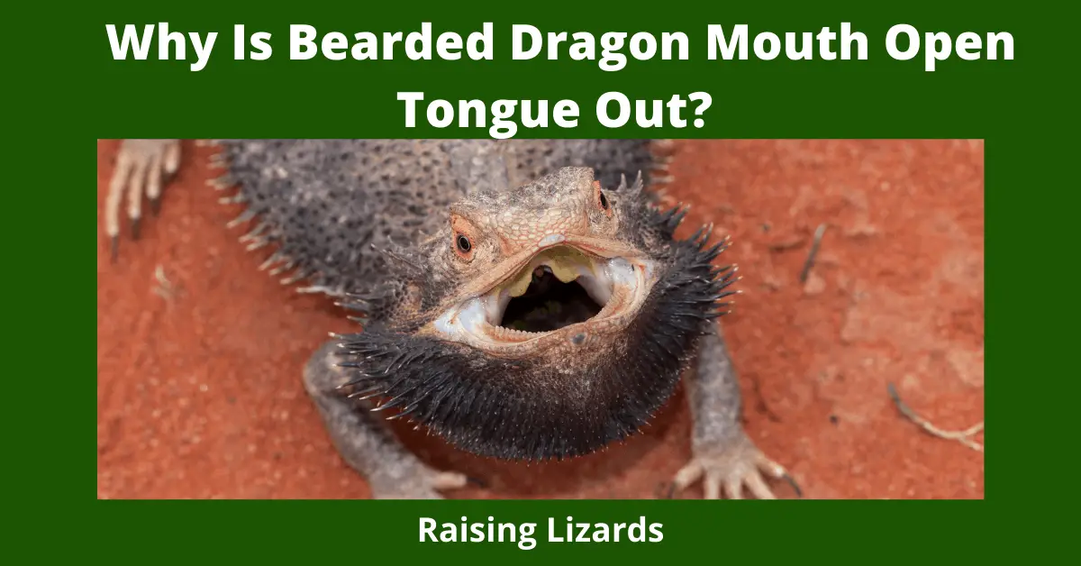 Why Is Bearded Dragon Mouth Open Tongue Out?