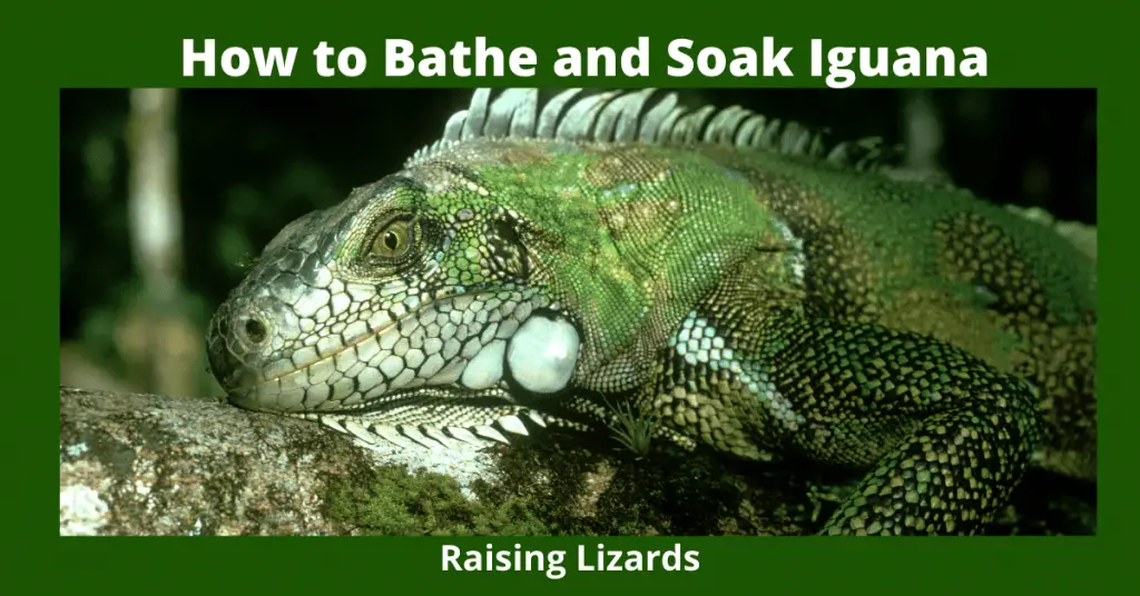 Iguana Bath - How to Bathe and Soak Iguana - Raising Lizards
