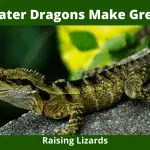 Why Water Dragons Make Great Pets