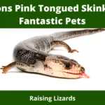 7 Reasons Pink Tongued Skinks make Fantastic Pets