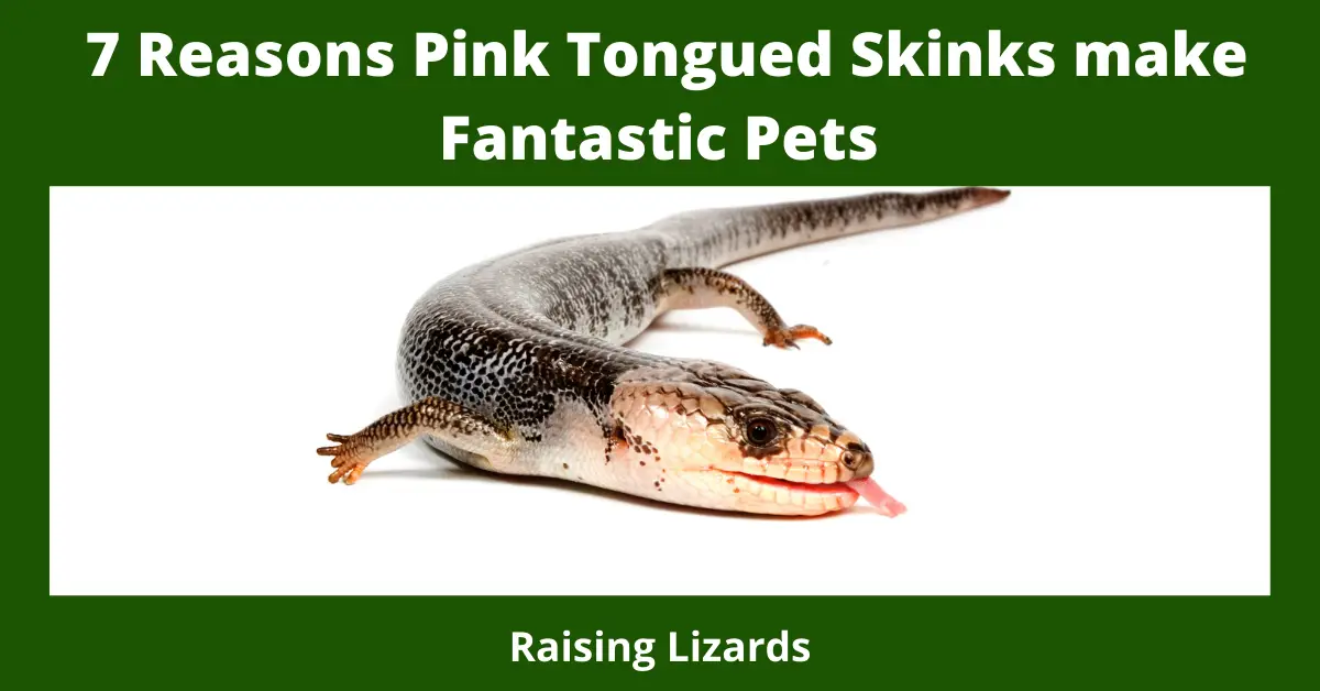 7 Reasons Pink Tongued Skinks make Fantastic Pets