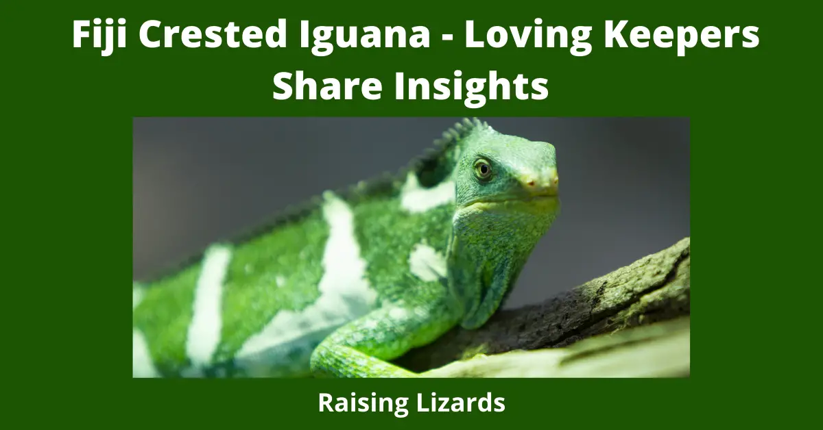 Fiji Crested Iguana - Loving Keepers Share Insights