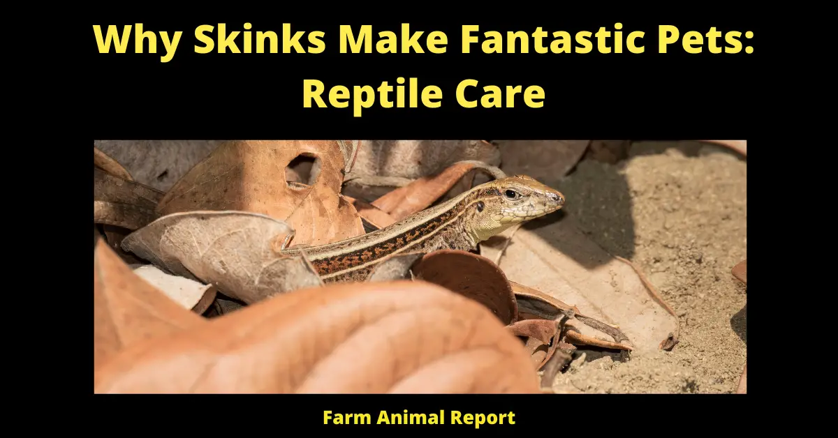 Why Skinks Make Fantastic Pets: Reptile Care