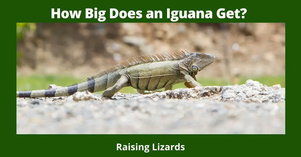 How Big Does an Iguana Get?