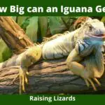 How Big can an Iguana Get?