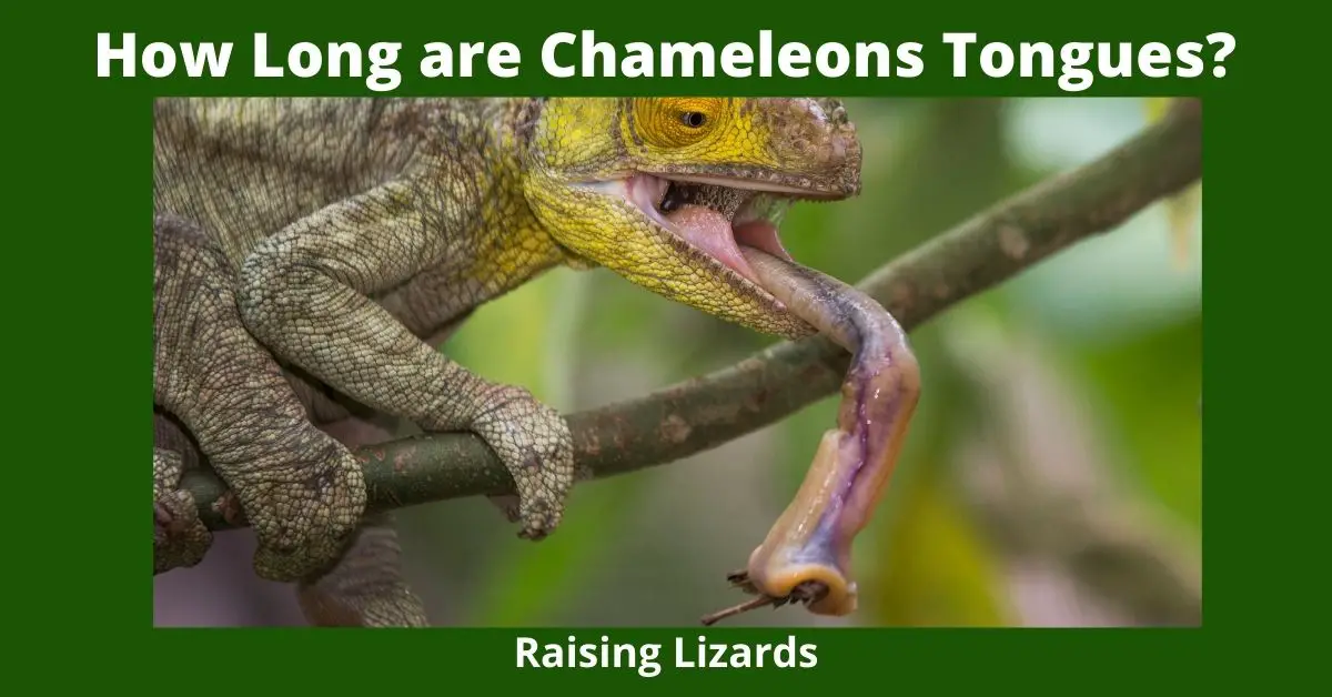 How Long are chameleons Tongues?