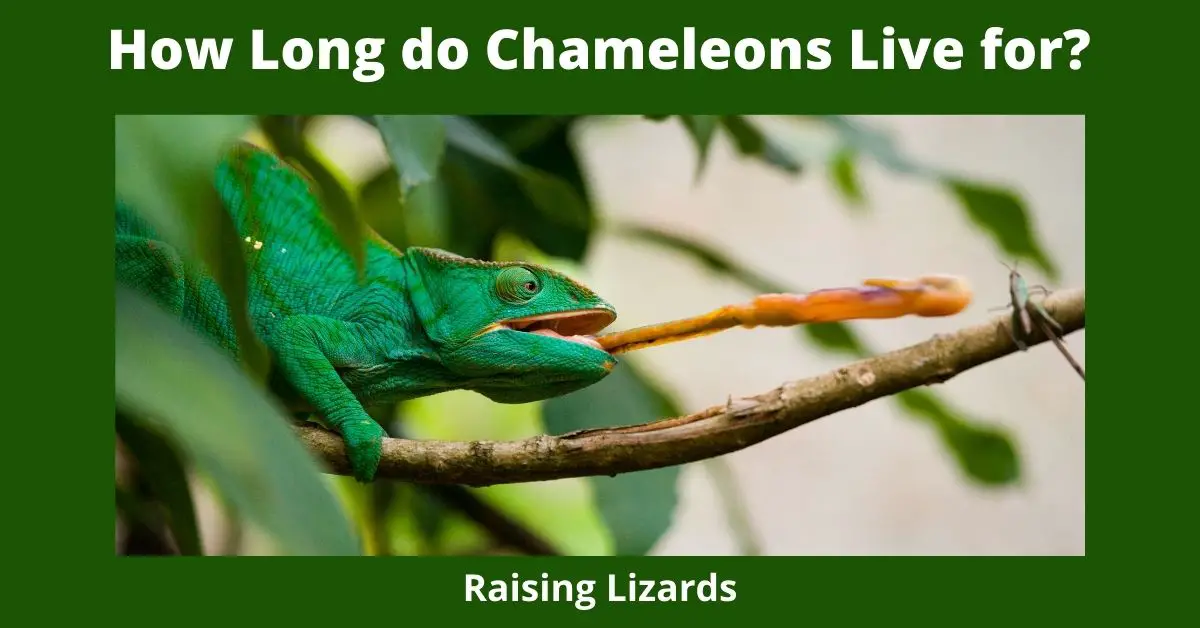 How Long do Chameleons Live for?