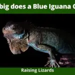 How big does a Blue Iguana Get?