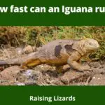 How fast can an Iguana run?