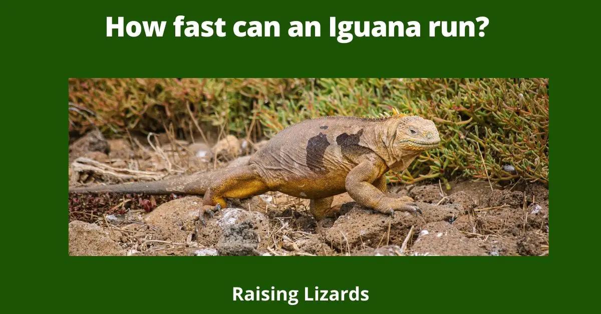 How fast can an Iguana run?