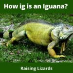 How ig is an Iguana?