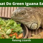 What Do Green Iguana Eat?