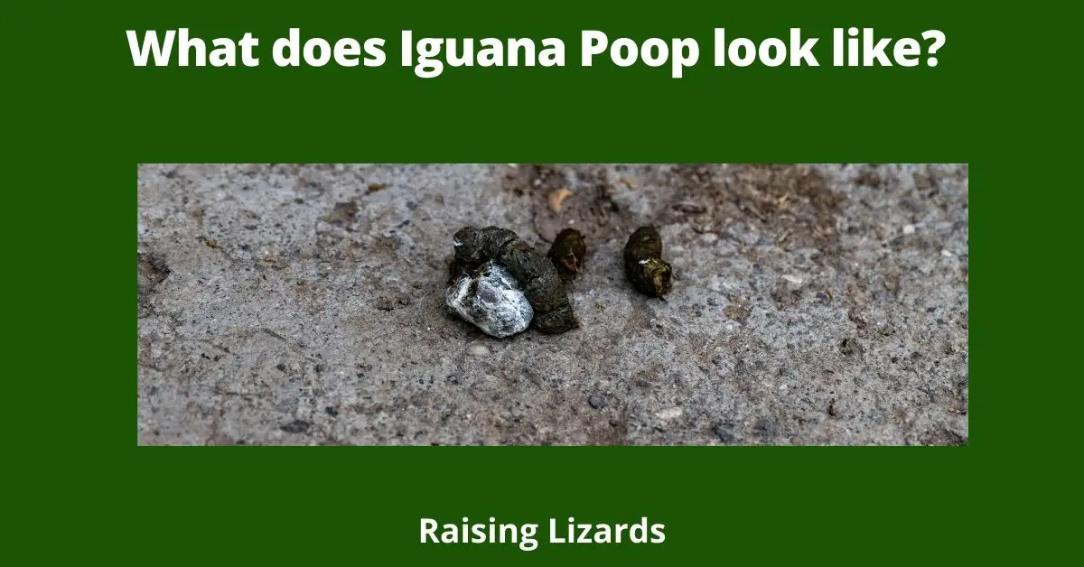 What does Iguana Poop look like?