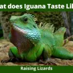 Curious about what iguana tastes like? Look no further, we'll tell you all about it!