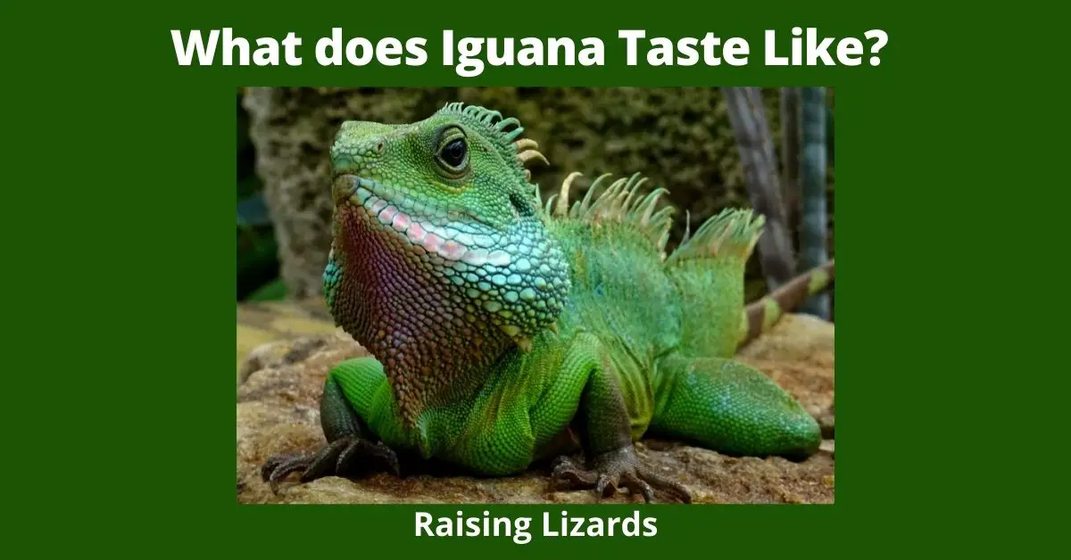Curious about what iguana tastes like? Look no further, we'll tell you all about it!