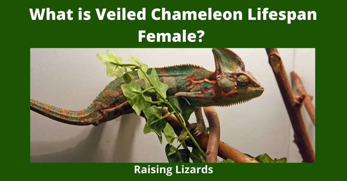 What is Veiled Chameleon Lifespan Female?