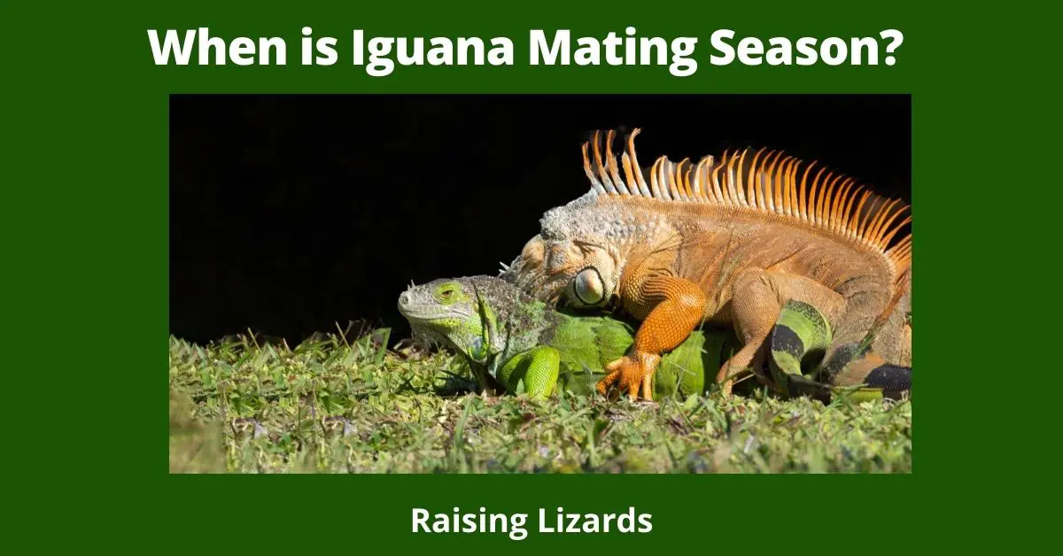 When is Iguana Mating Season?