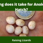 How Long does it take for Anole Eggs to Hatch?