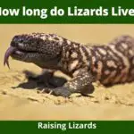 How long do Lizards Live?