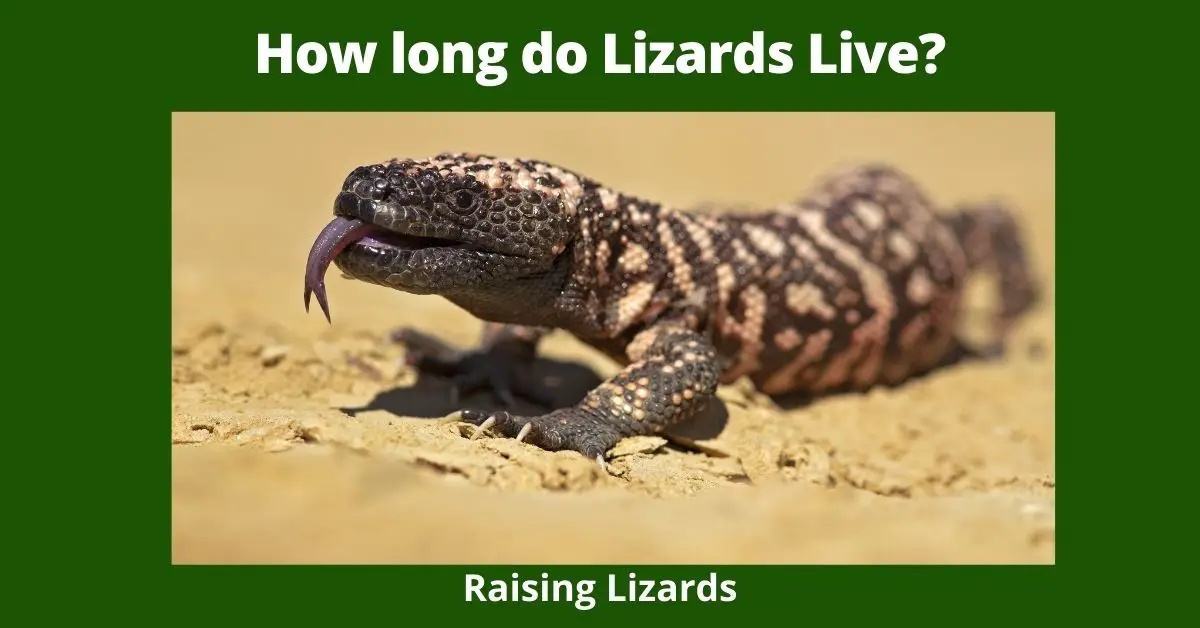 How long do Lizards Live?
