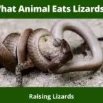 What Animal Eats Lizards?
