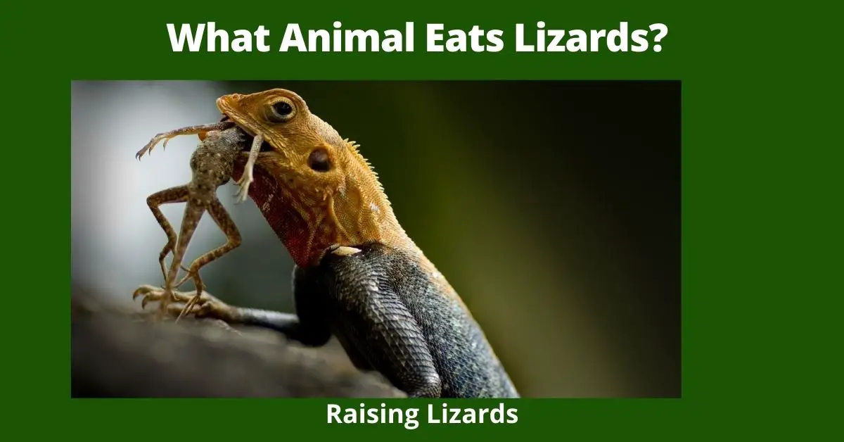 What Animal Eats Lizards?
