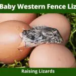 What do Baby Western Fence Lizards Eat?