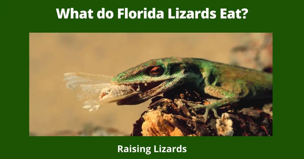 What do Florida Lizards Eat?