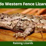 What do Western Fence Lizards Eat?